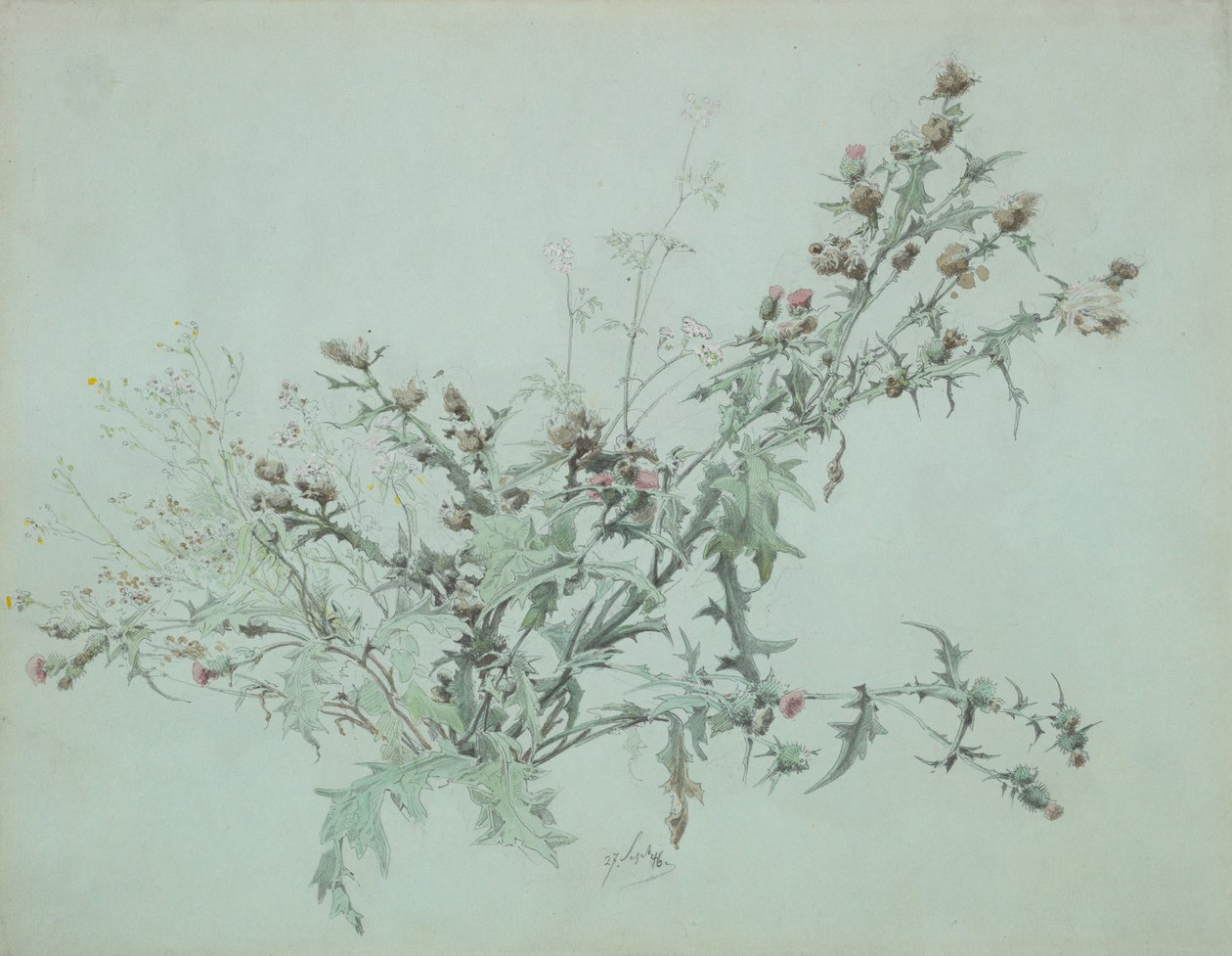 Tutkimus kukkivasta ohdakkeesta, 1846. tekijältä Carl Georg Anton Graeb
