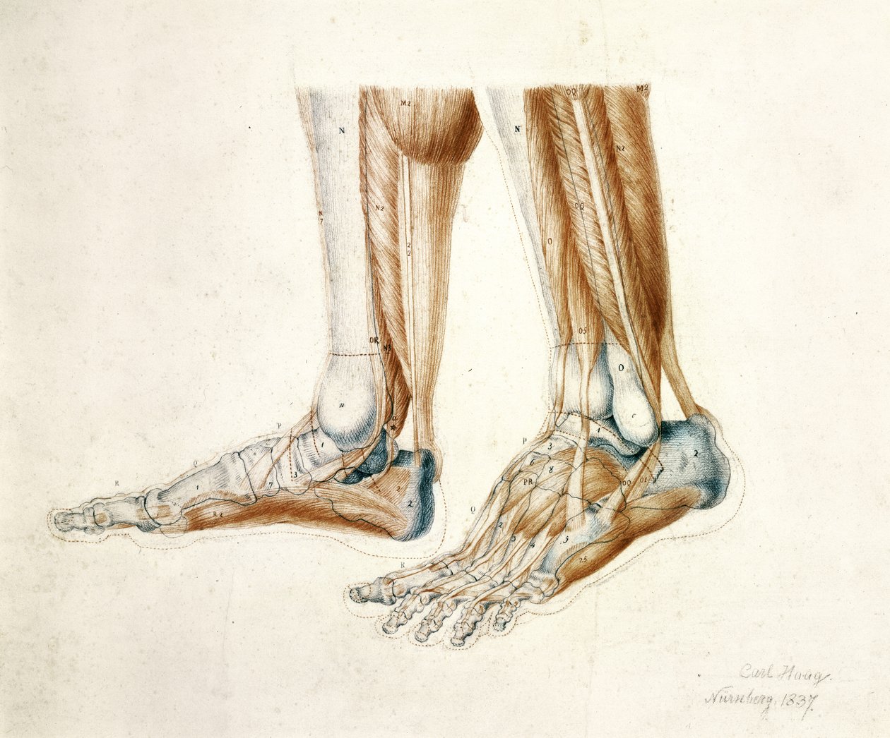 Anatominen piirros miehen jaloista, 1837 (mustat ja punaiset liidut paperille) tekijältä Carl Haag