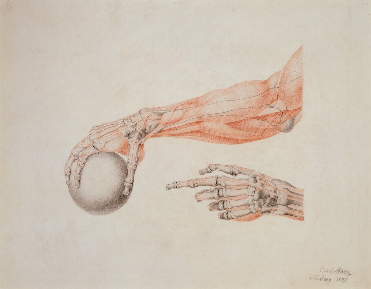 Anatomical Hands, 1837 (värilliset liidut paperille) tekijältä Carl Haag