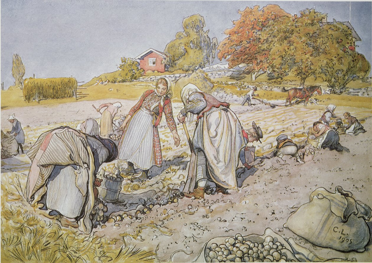 Perunoiden kaivaminen tekijältä Carl Larsson