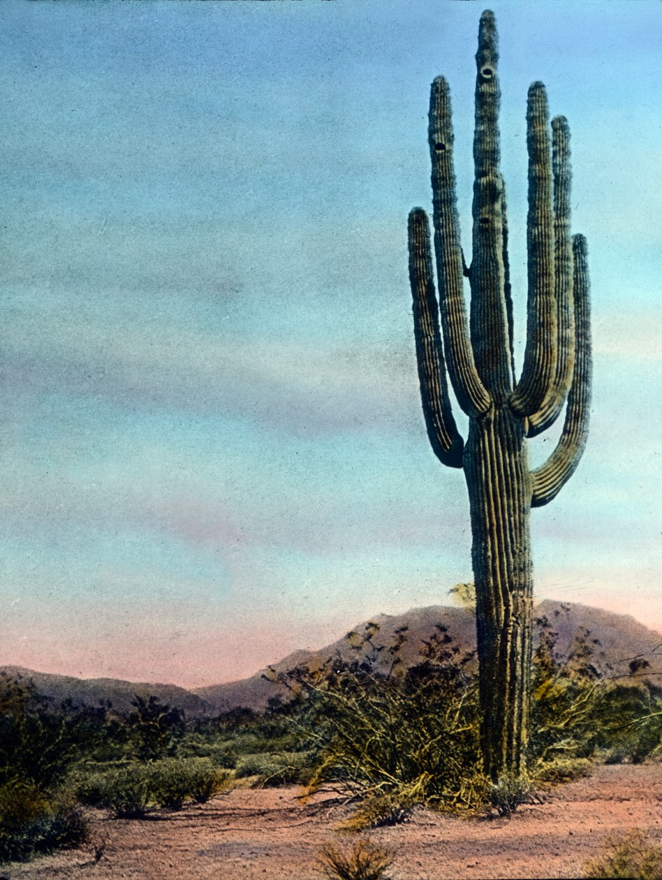 Yhdysvallat, Arizona, Giant Cactus in the Sonora desert, kuvan päivämäärä: noin 1920. Carl Simonin arkisto tekijältä Carl Simon