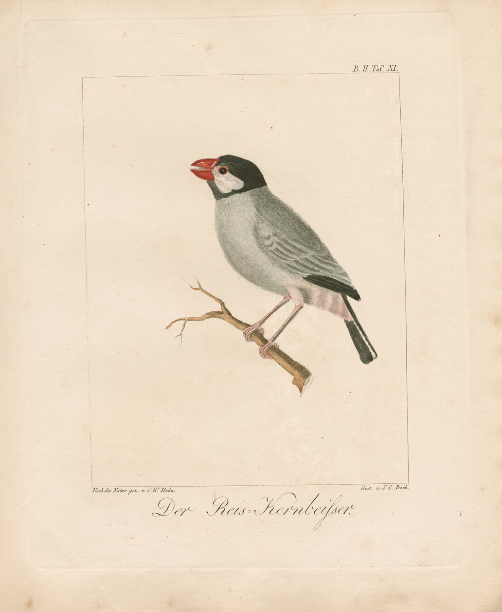 Jaavan riisisimppu (käsin värjätty litografia) tekijältä Carl Wilhelm Hahn