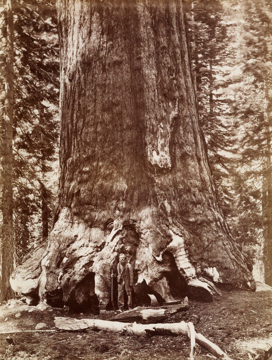 (Grizzly Giant halkaisija 33 Ft. Mariposa Grove) tekijältä Carleton E. Watkins
