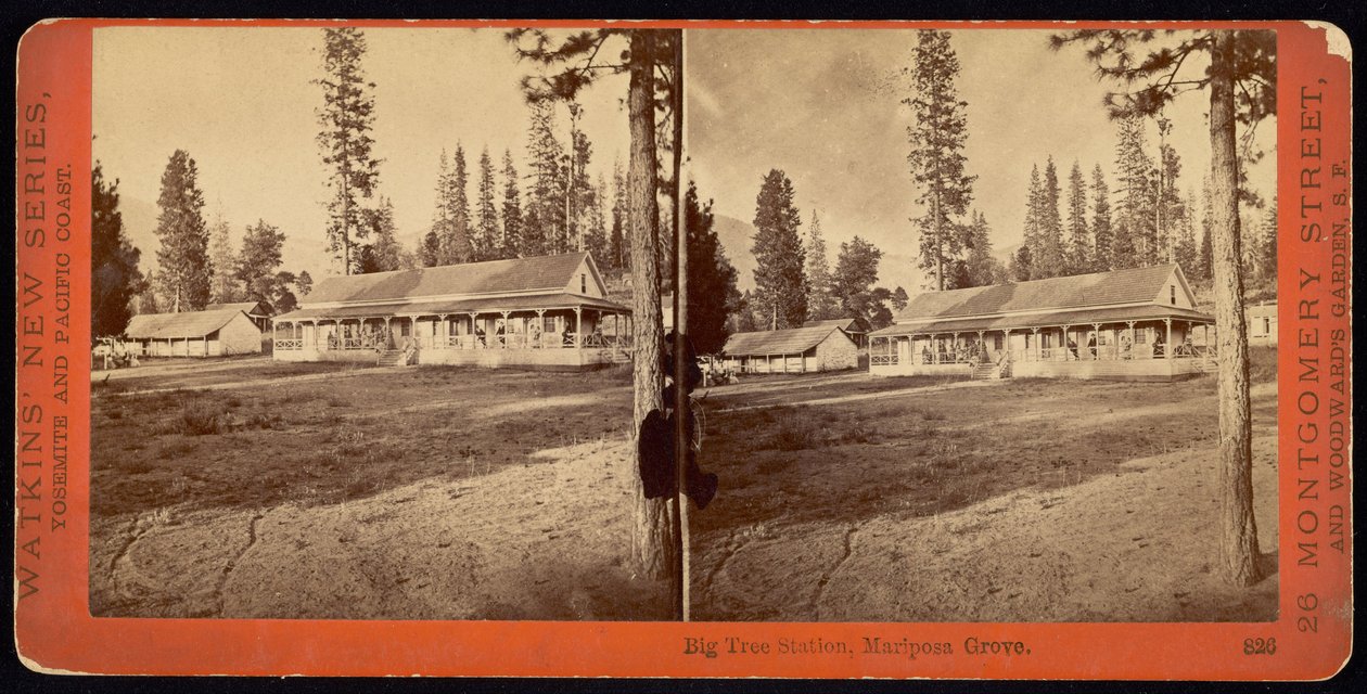Big Tree Station, Mariposa Grove. tekijältä Carleton E. Watkins