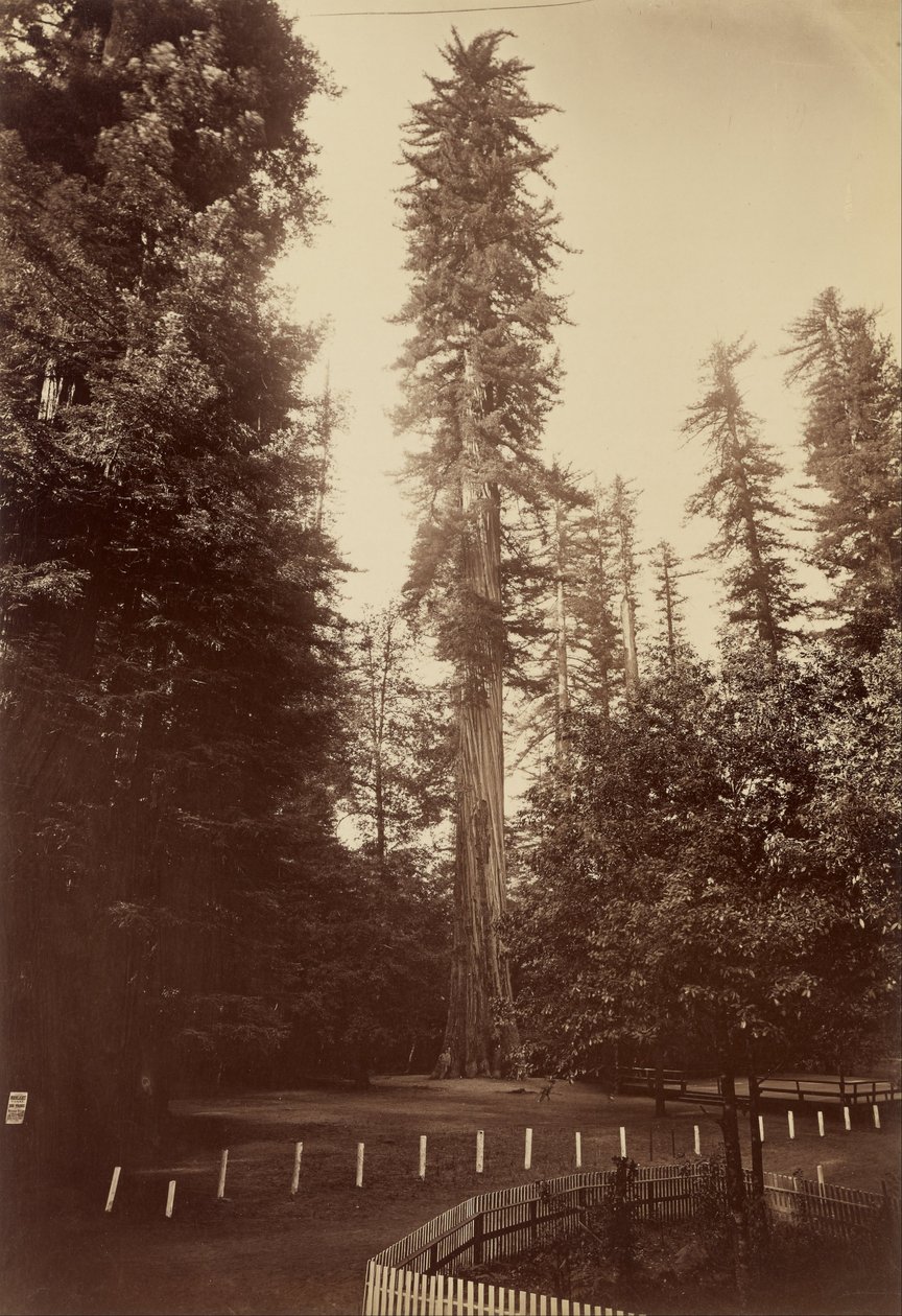 Giant Redwood, Santa Cruz tekijältä Carleton E. Watkins