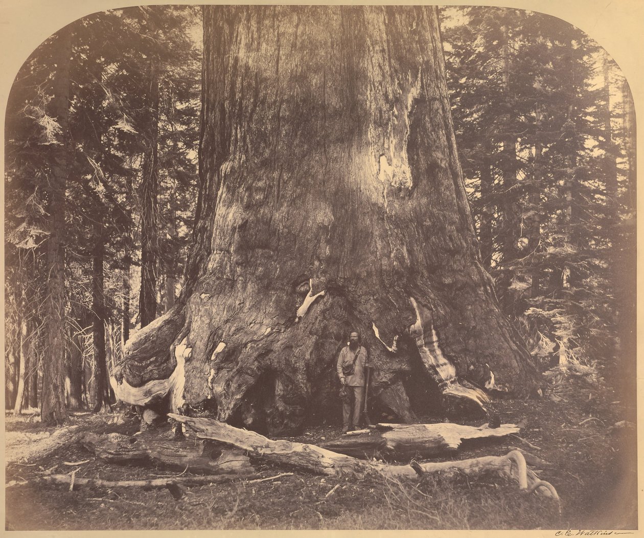 Grizzly Giantin osa, 33 jalan halkaisija, Mariposa Grove, Yosemite, nro 111 tekijältä Carleton E. Watkins