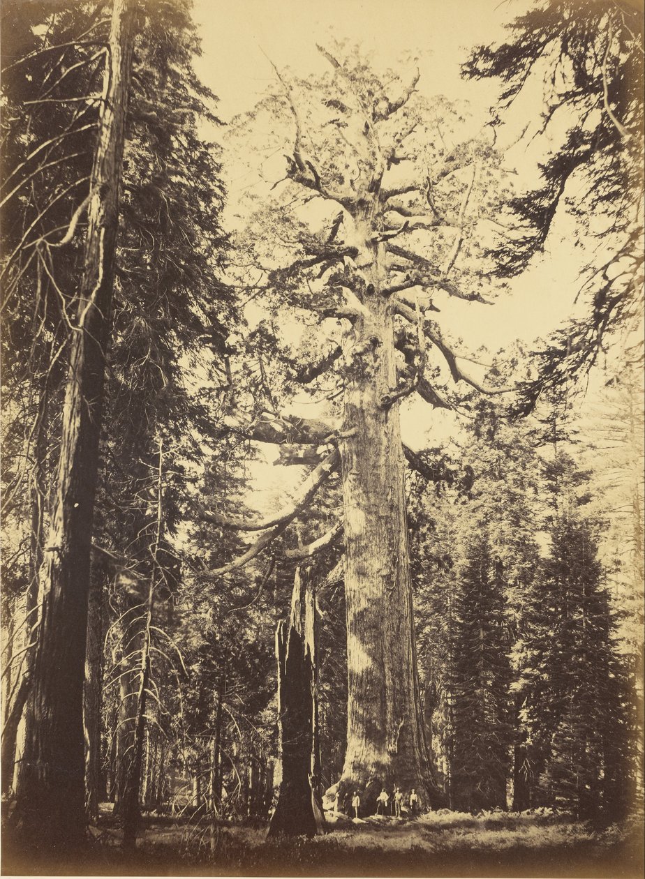 Sequoia Gigantea tekijältä Carleton E. Watkins