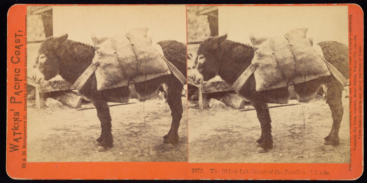 Farallone (sic) -saarten vanhin asukas. tekijältä Carleton E. Watkins