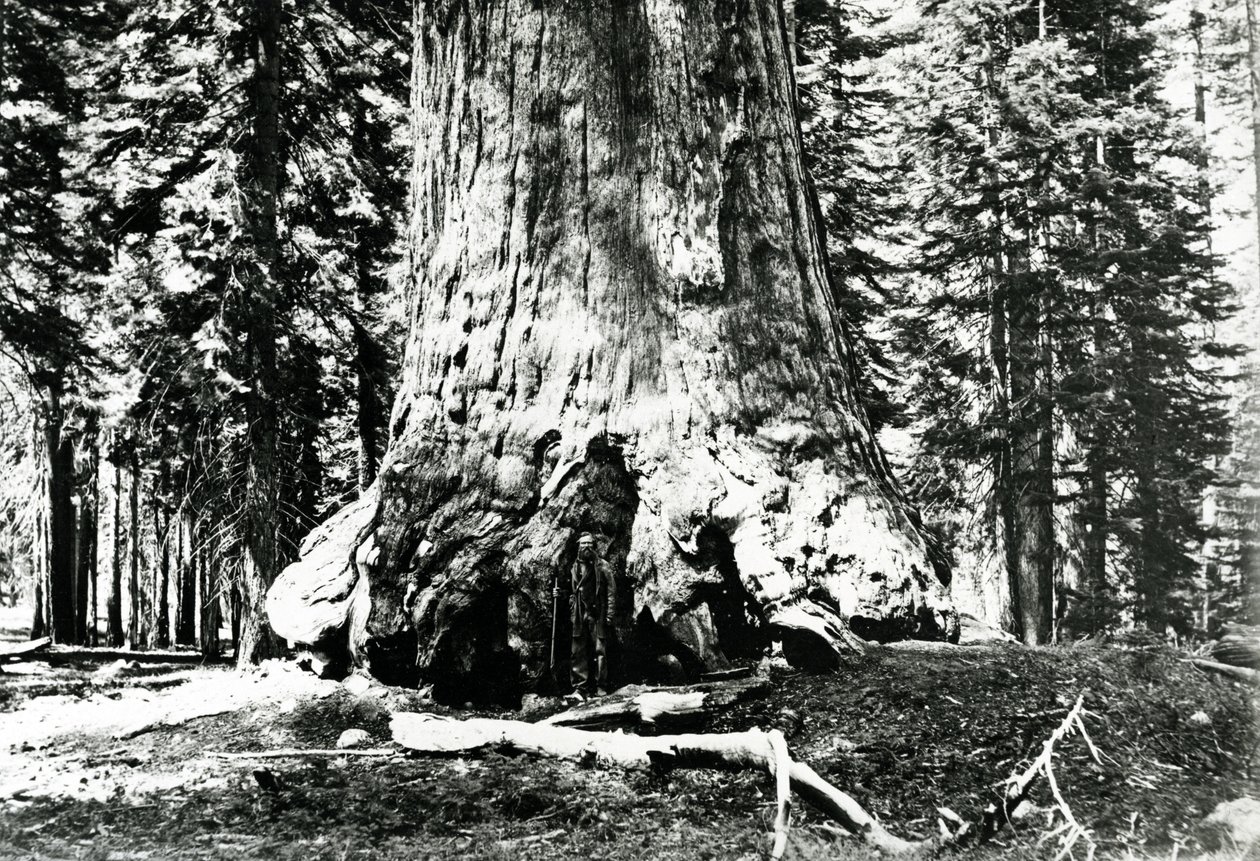 Grizzly Giantin tukikohta, noin 1860-luku tekijältä Carleton E. Watkins