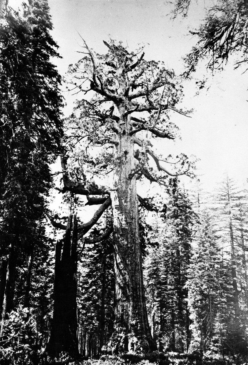 Grizzlyjättiläinen, noin 1860-luku tekijältä Carleton E. Watkins
