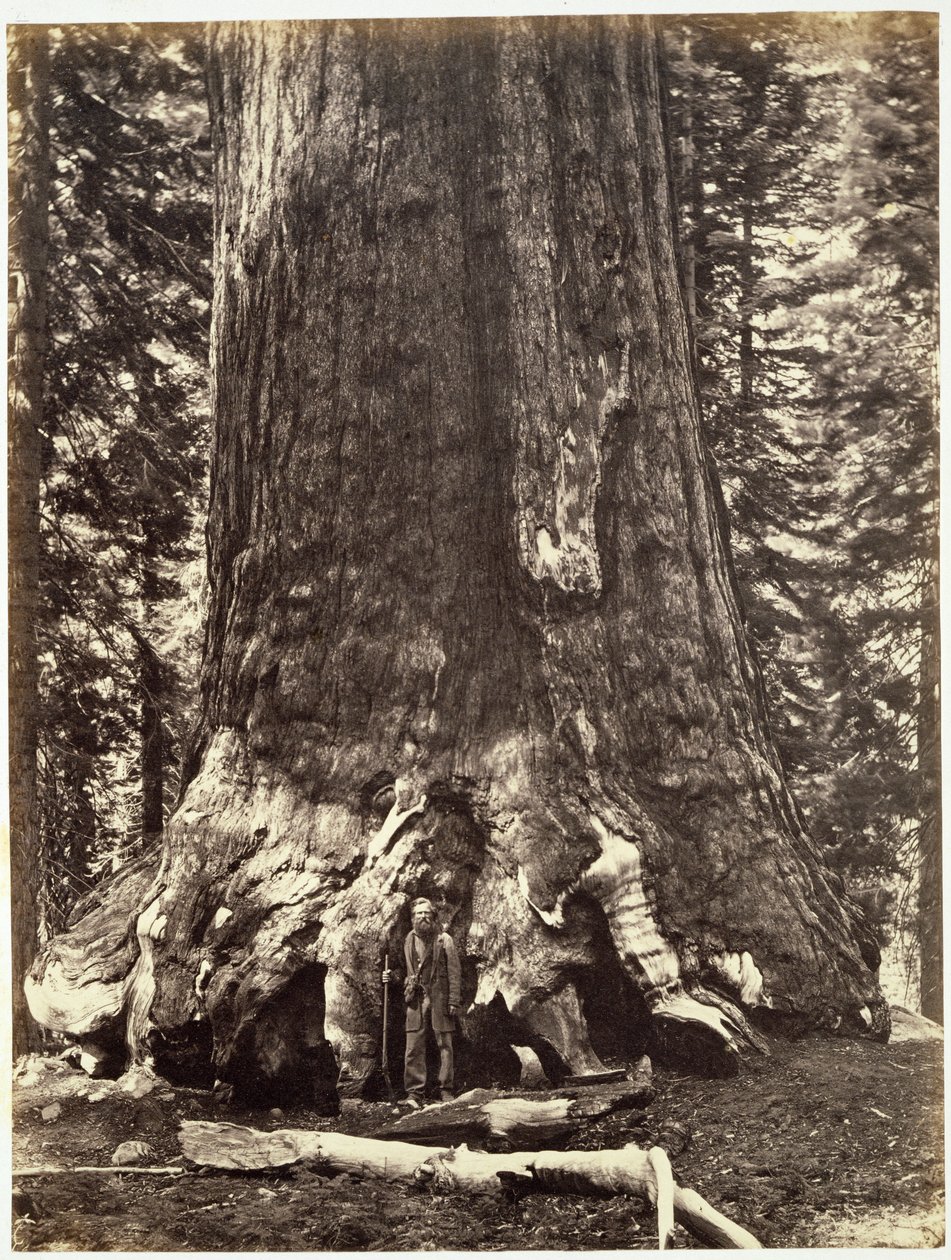 Grizzly Giantin tukikohta, Yosemite-kirjasta: Kuvaus Yosemiten laaksosta ja viereisestä Sierra Nevadan alueesta sekä Kalifornian suurista puista, kirjoittanut Josiah Dwight Whitney (1819) tekijältä Carleton E. Watkins