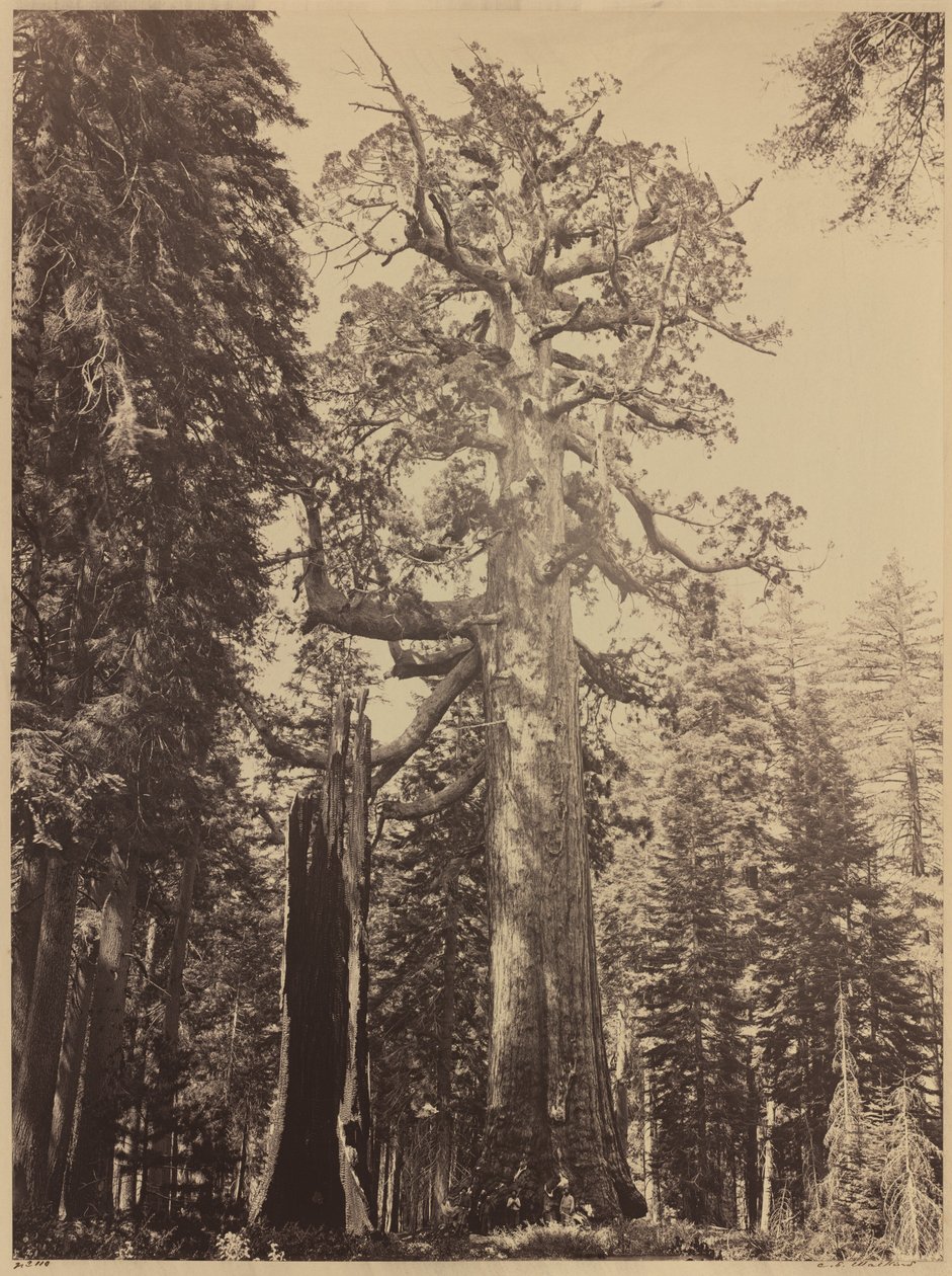 Grizzly Giant, Mariposa Grove tekijältä Carleton E. Watkins