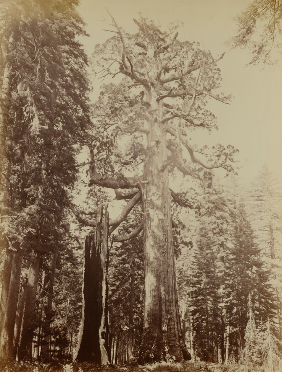 Harmaakarhun jättiläinen, Mariposa Grove tekijältä Carleton E. Watkins