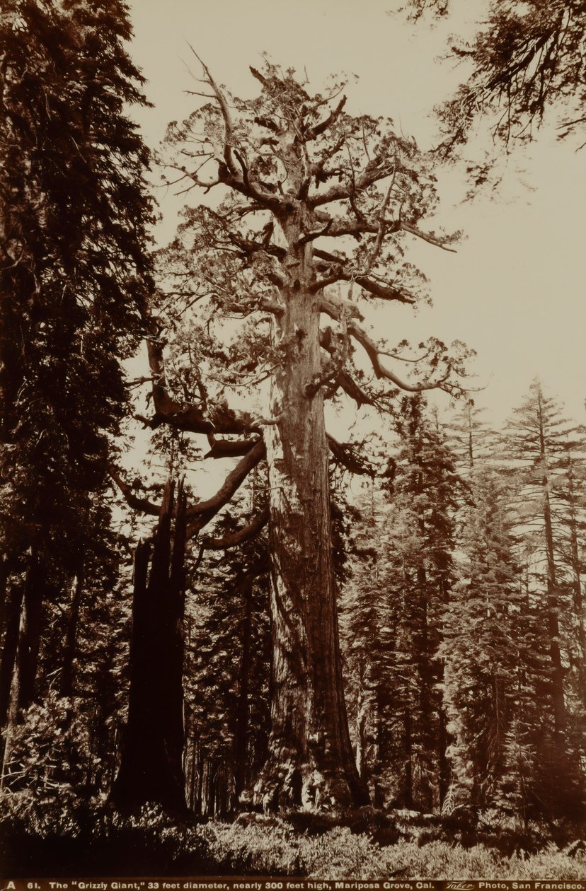 Grizzly Giant, Mariposa Grove, Yosemite, Kalifornia tekijältä Carleton E. Watkins