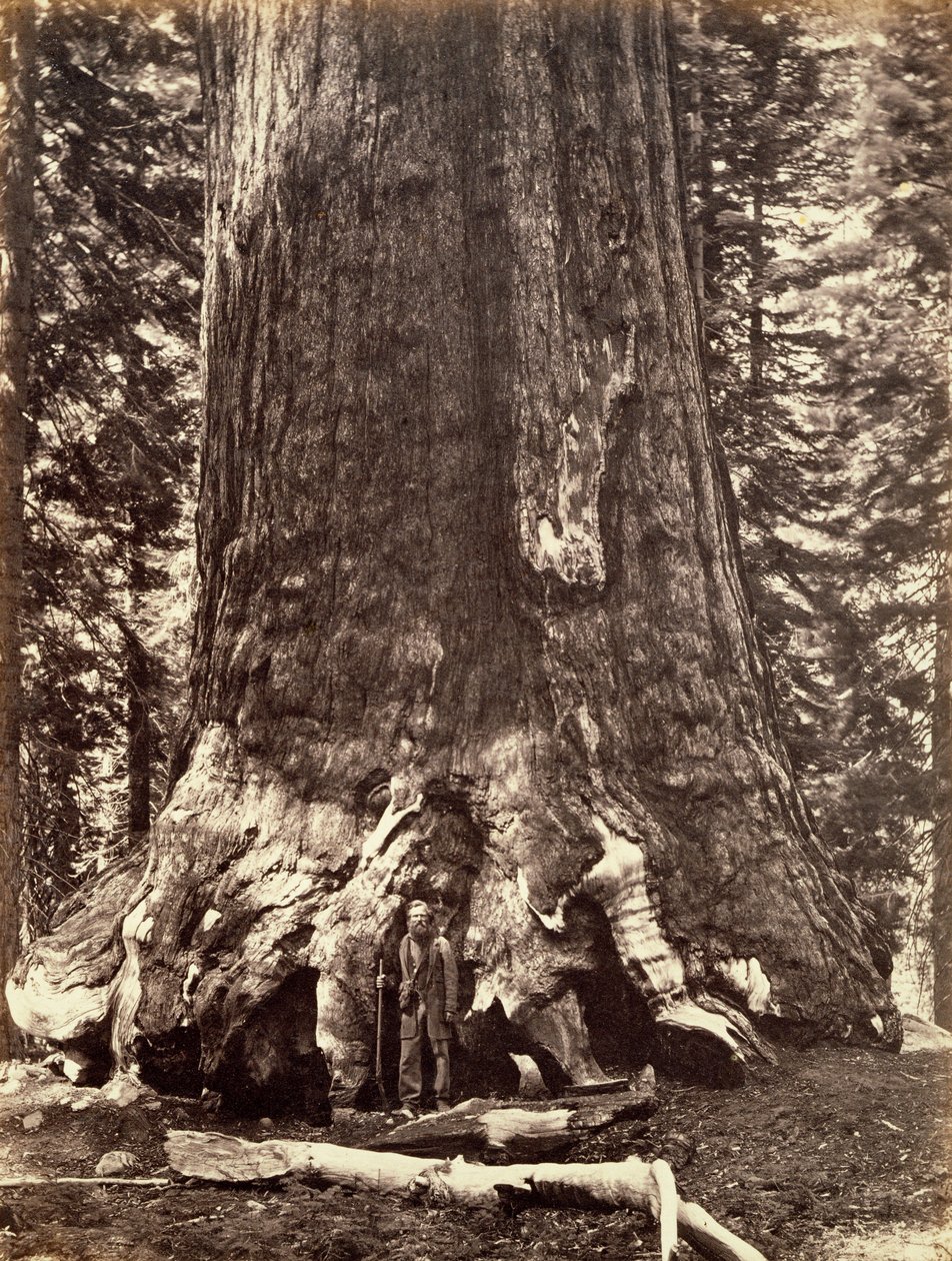 Grizzly Giantin perusta, Giant Sequoia puu, Yosemite, Kalifornia, 1868 tekijältä Carleton Emmons Watkins