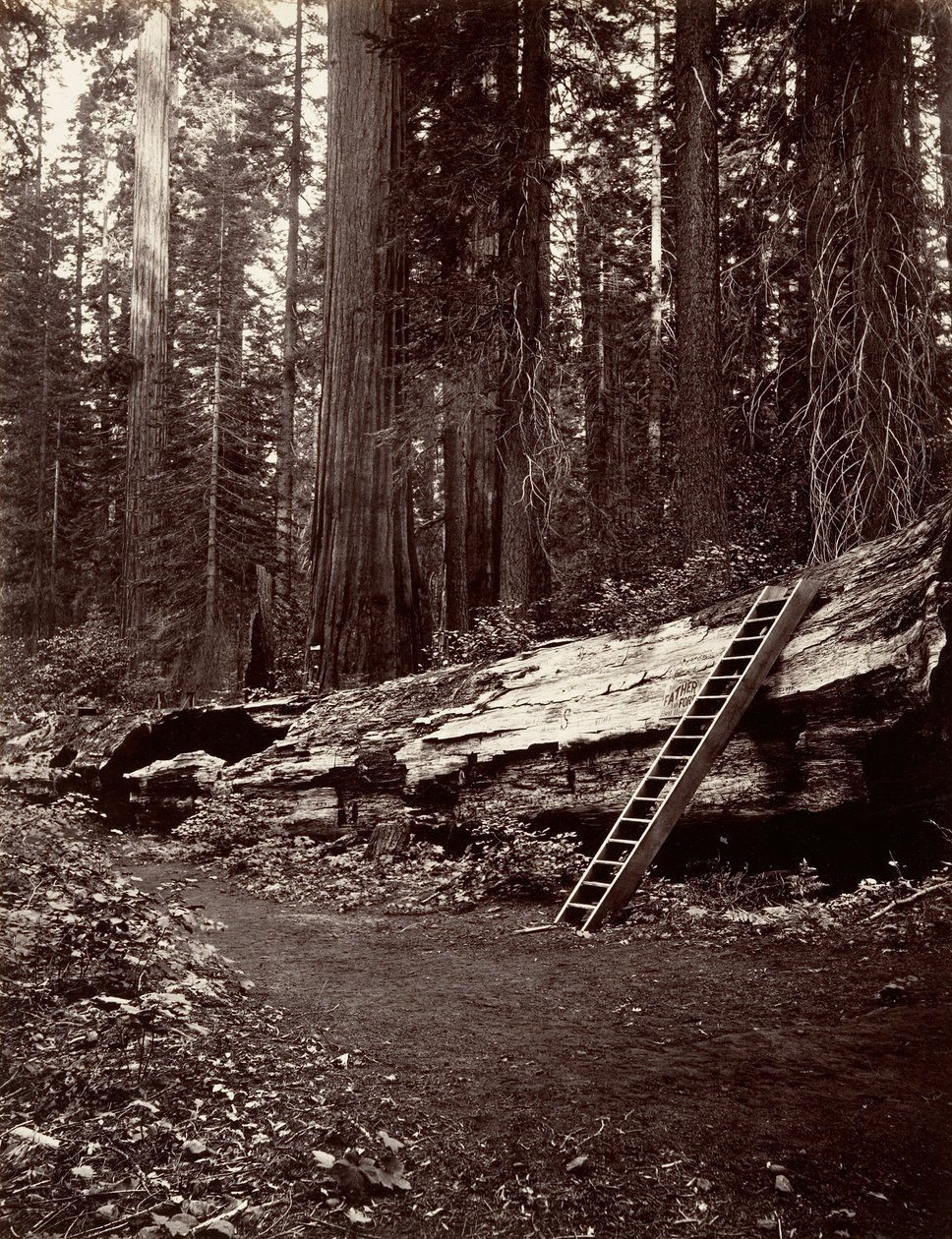 Metsän isä, 1865-66, painettu n. 1876. tekijältä Carleton Emmons Watkins