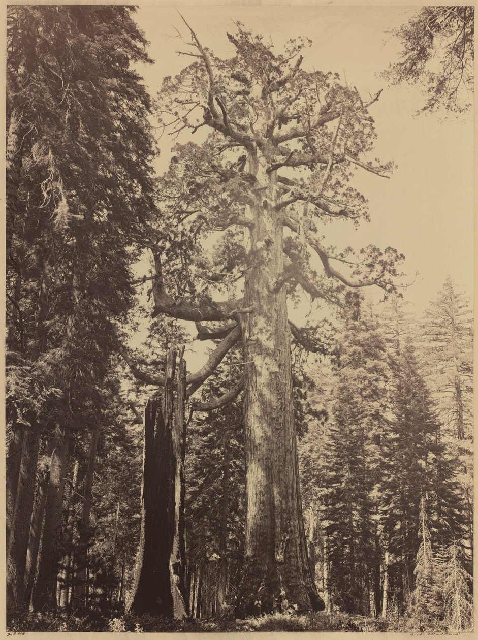 Harmaakarhun jättiläinen, Mariposa Grove,1861 (kuva) tekijältä Carleton Emmons Watkins