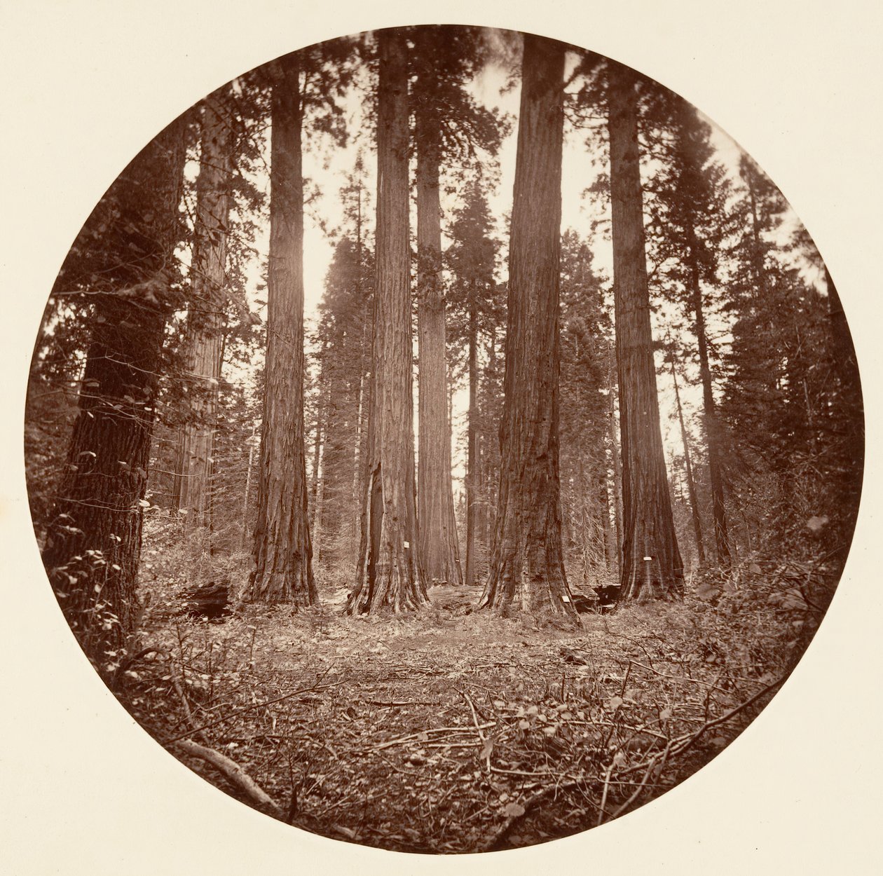 James Williamin kuningas. Keyston State jne. Calaveras Grove, n. 1878. tekijältä Carleton Emmons Watkins