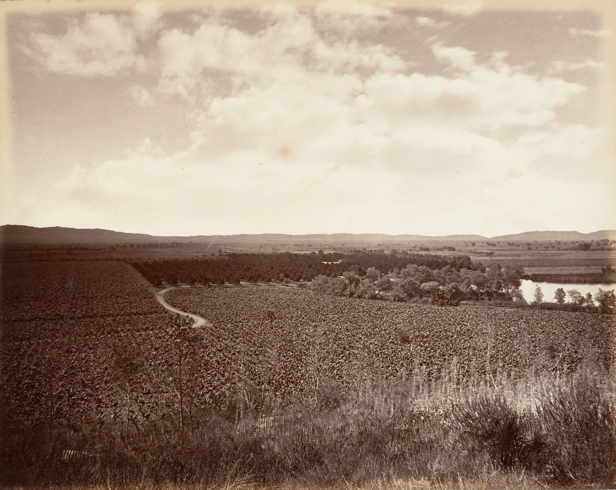 Lake Vineyard and Orange Grove, Los Angeles, 1876, painettu n. 1876. tekijältä Carleton Emmons Watkins