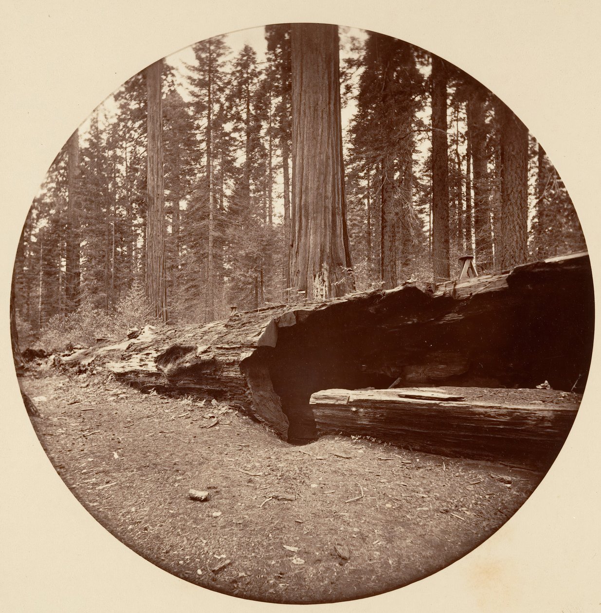 Mammoth Three Grove Hotel Calaveras Co Cal., ca. 1878. tekijältä Carleton Emmons Watkins