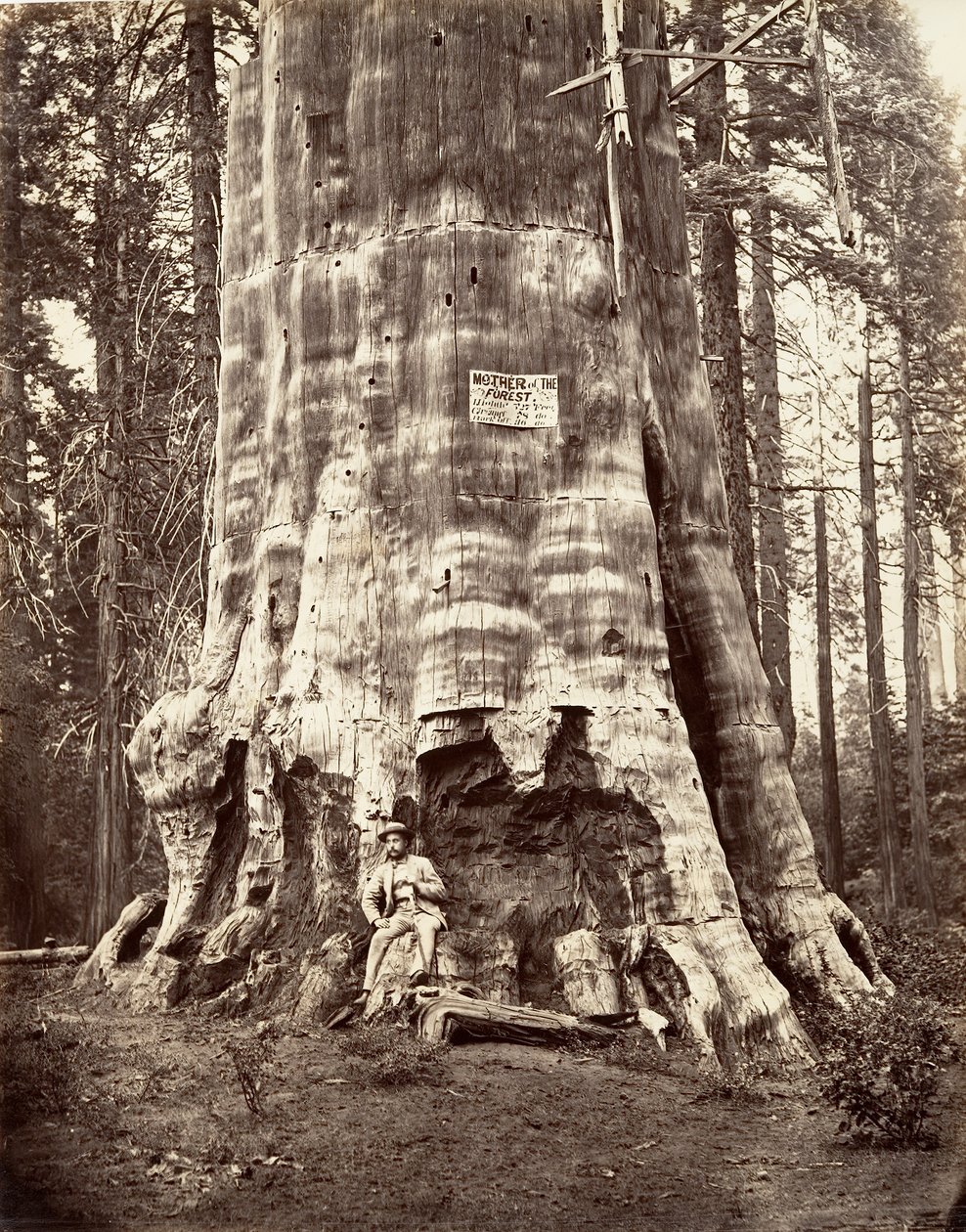 Metsän äiti, 1865-66, painettu n. 1876. tekijältä Carleton Emmons Watkins