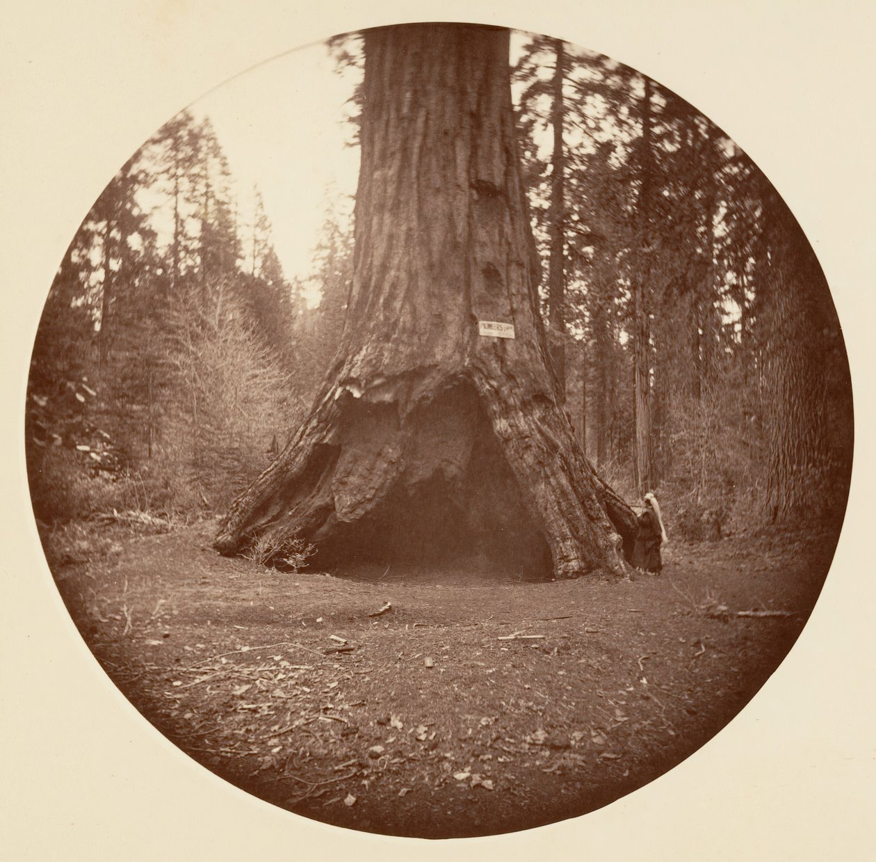 Pioneers Cabin - Calaveras Grove, n. 1878. tekijältä Carleton Emmons Watkins