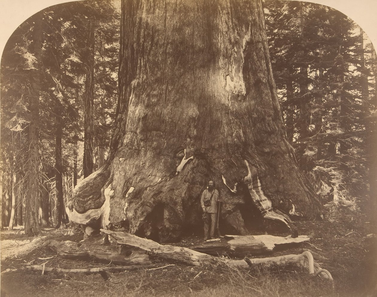 Grisly Giantin osa, Mariposa Grove, 1861. tekijältä Carleton Emmons Watkins