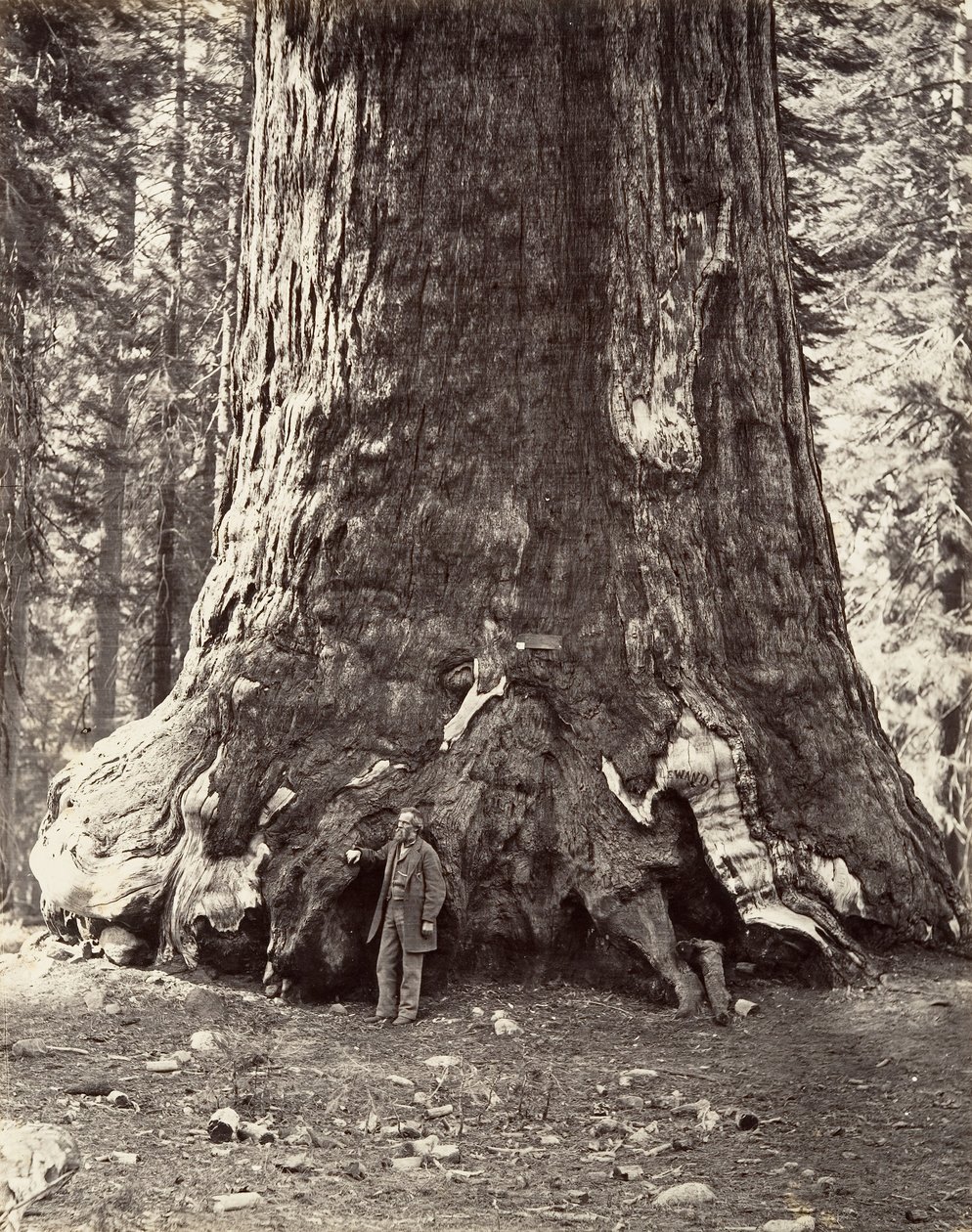 Grizzly Giantin osa, 101 jalkaa ympärysmitta, 1865-66, painettu n. 1876. tekijältä Carleton Emmons Watkins