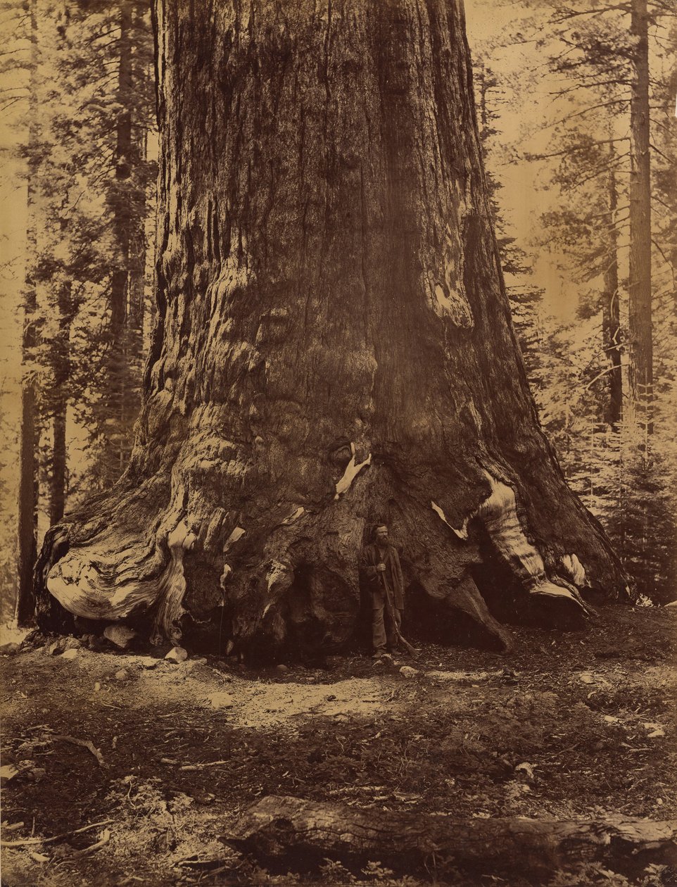 Grizzly-jättiläinen osa Galen Clarkin kanssa, Mariposa Grove, Yosemite, 1865-66. tekijältä Carleton Emmons Watkins