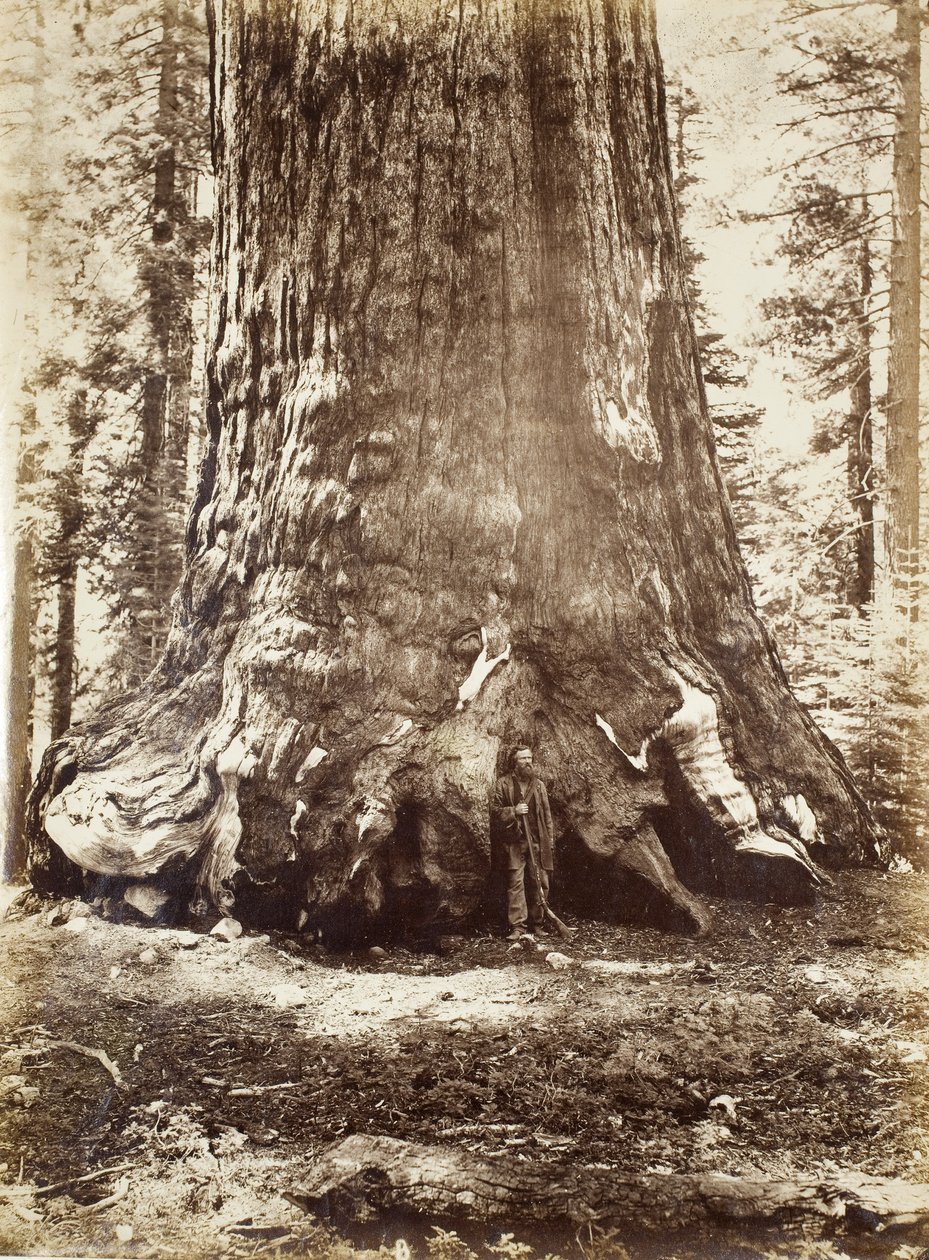 Grizzly-jättiläinen osa Galen Clarkin kanssa, Mariposa Grove, Yosemite, 1865-66 tekijältä Carleton E. Watkins