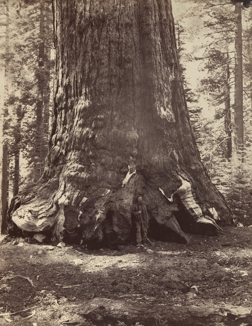 Grizzly Giantin osa Galen Clarkin kanssa, Mariposa Grove, Yosemite, 1865-66, painettu n. 1876. tekijältä Carleton Emmons Watkins