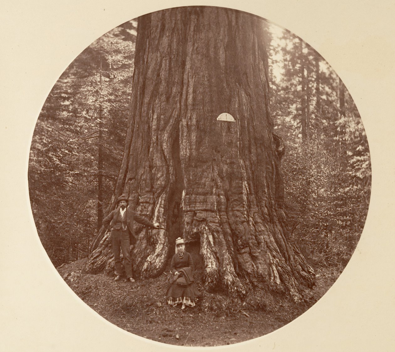Empire State - C. Grove, n. 1878. tekijältä Carleton Emmons Watkins