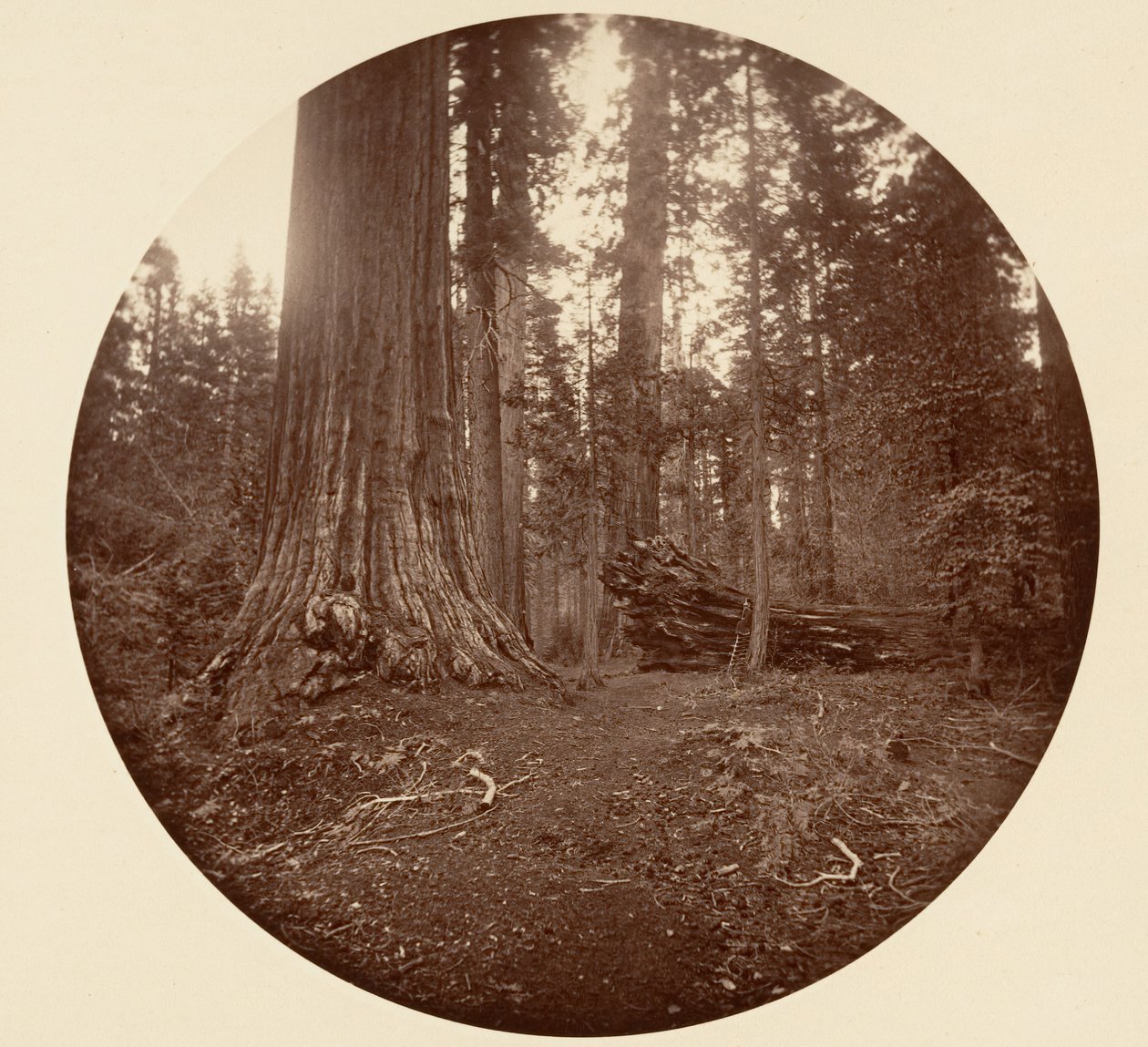 Metsän isä - C. Grove, n. 1878. tekijältä Carleton Emmons Watkins