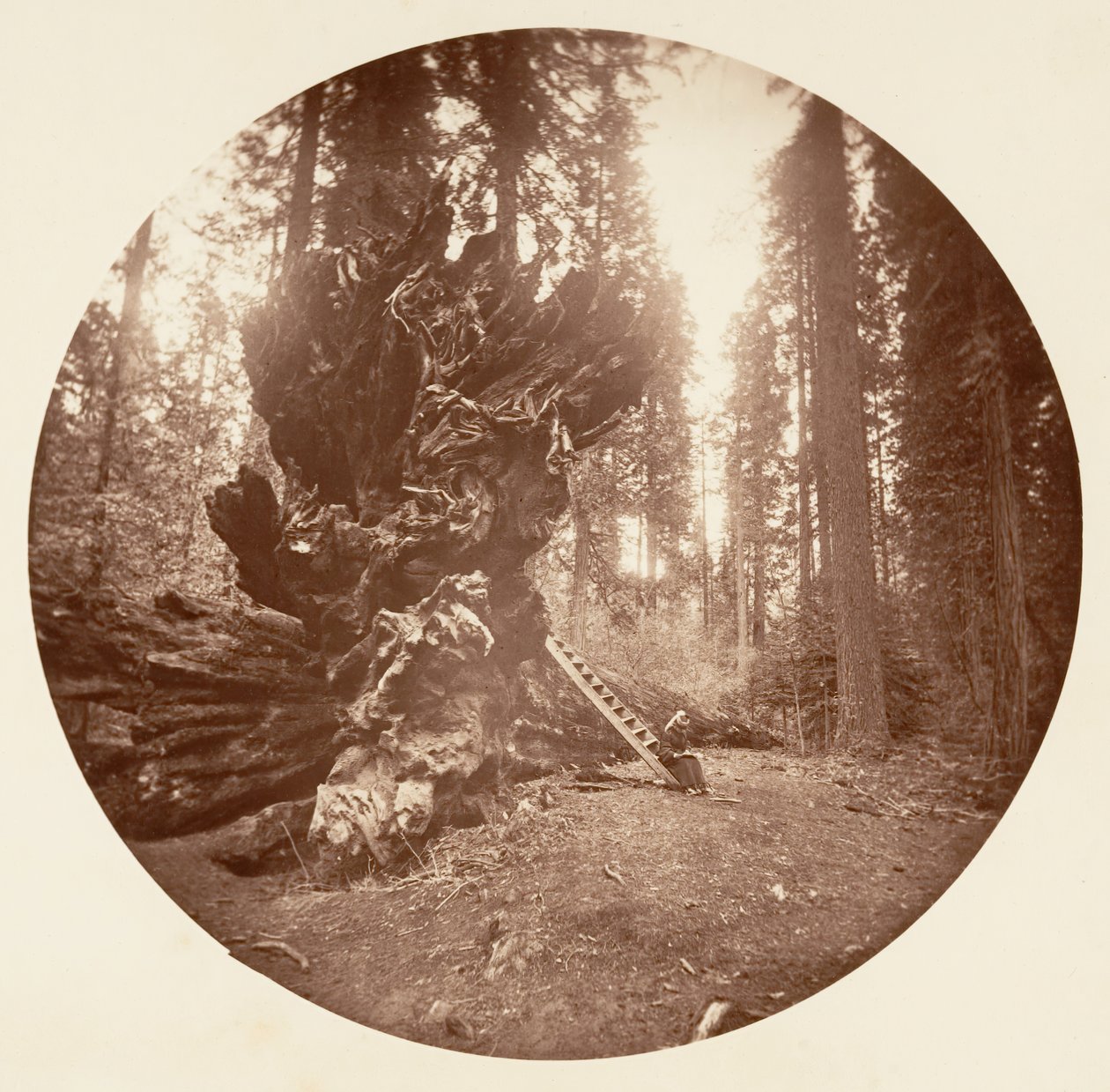 Metsän isä - Hevosen selkäpuoli. Calaveras Grove, n. 1878. tekijältä Carleton Emmons Watkins