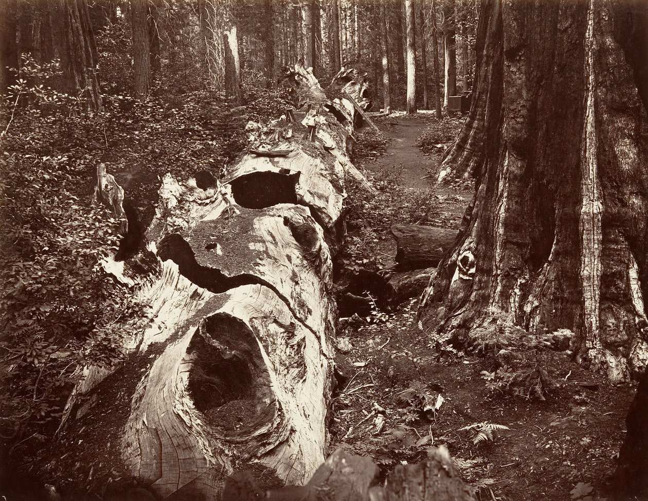 Metsän isä, ympärysmitta 112 jalkaa, Calaveras Grove, 1865-66, painettu n. 1876. tekijältä Carleton Emmons Watkins