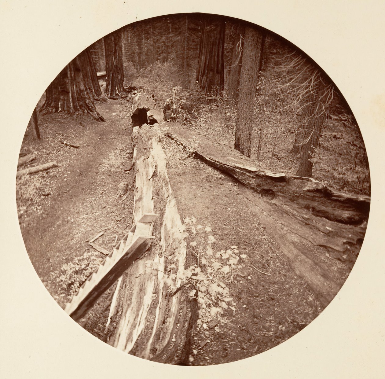 Metsän isä 450 Ft Long, C. Grove, ca. 1878. tekijältä Carleton Emmons Watkins