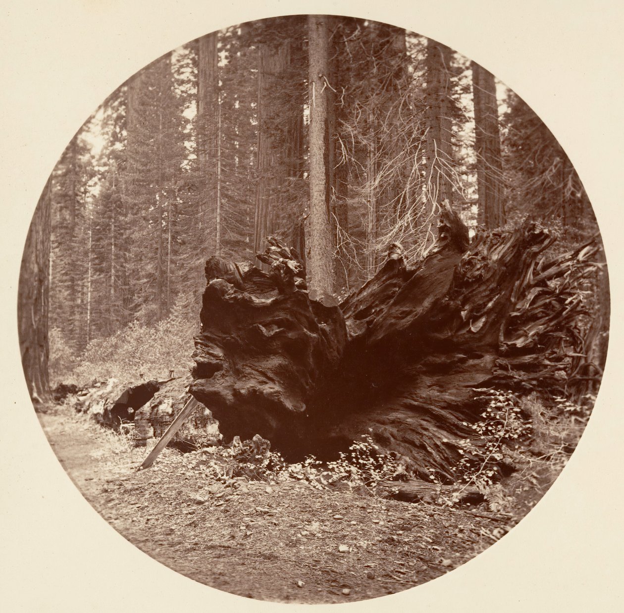 Metsän isä 450 ft C. Grove, n. 1878. tekijältä Carleton Emmons Watkins
