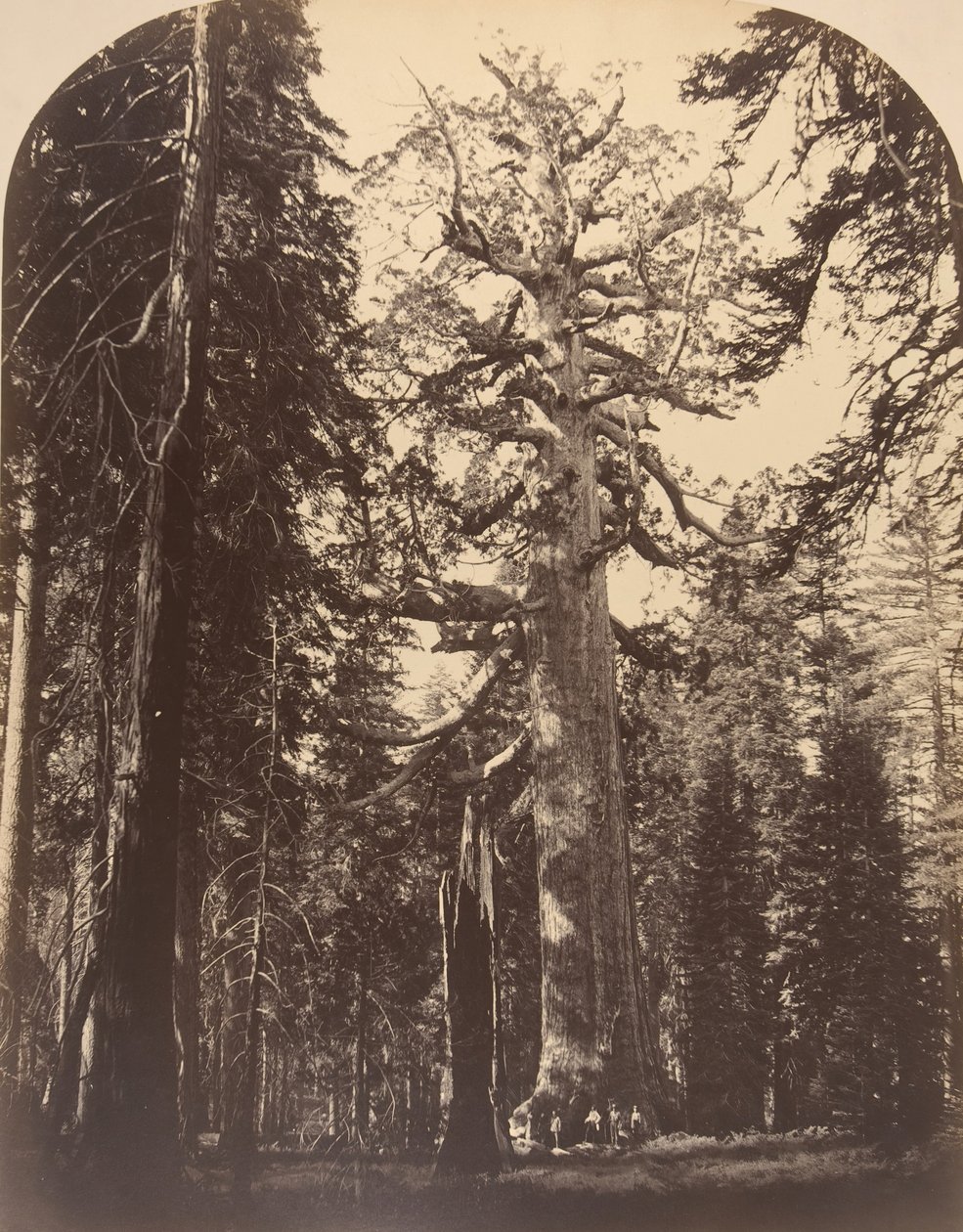 Grisly Giant, Mariposa Grove, Yosemite, 1861. tekijältä Carleton Emmons Watkins