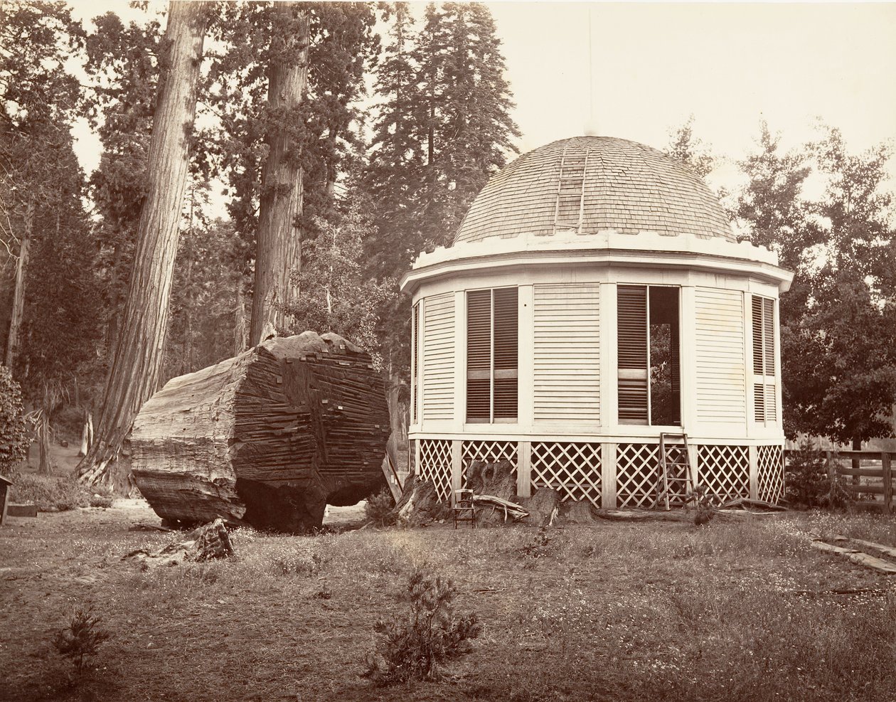 Suuren puun kannon päälle rakennettu talo, 1865-66, painettu n. 1876. tekijältä Carleton Emmons Watkins