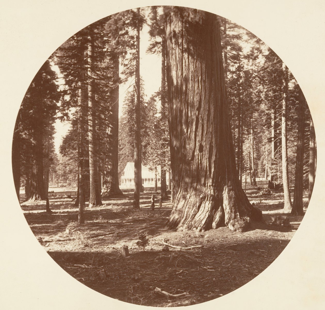Mammoth Grove Hotel Grovesta - Calaveras, n. 1878. tekijältä Carleton Emmons Watkins