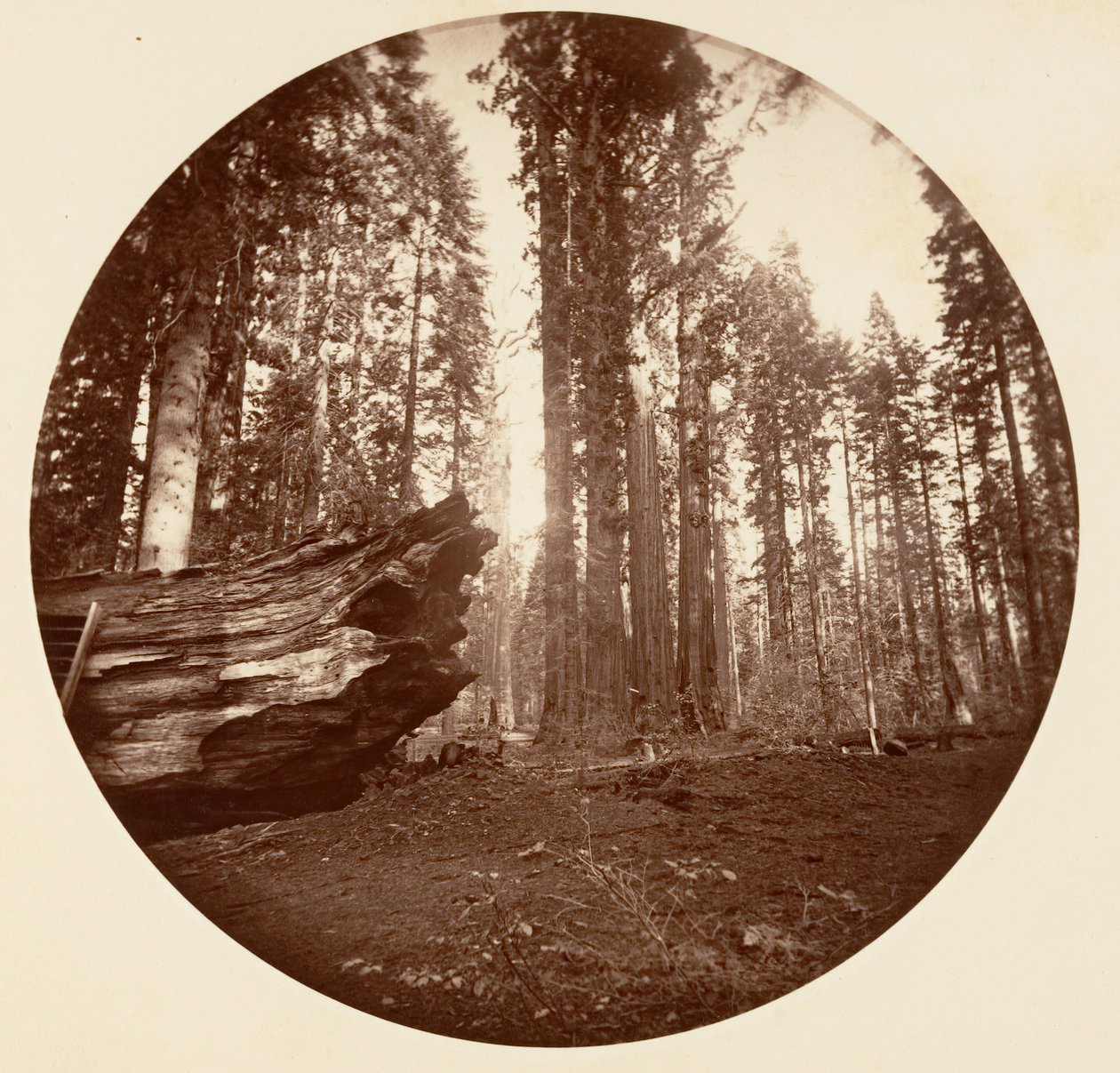 Metsän äiti Metsän isältä - Calavaras Grove, n. 1878. tekijältä Carleton Emmons Watkins