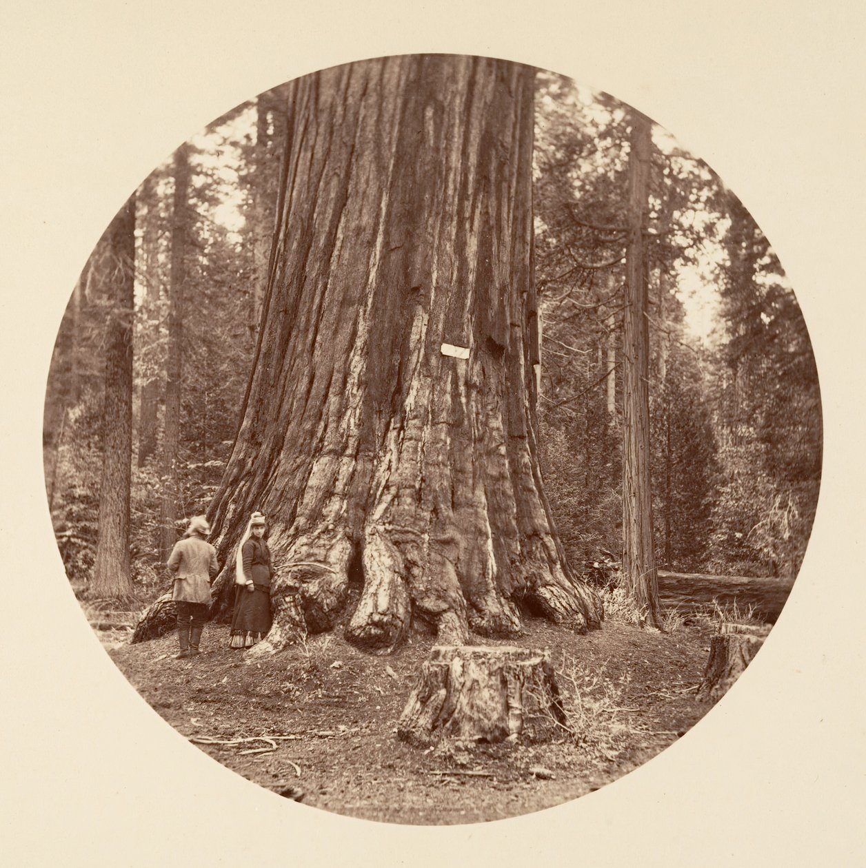 Metsän ylpeys - Calaveras Grove, n. 1878. tekijältä Carleton Emmons Watkins