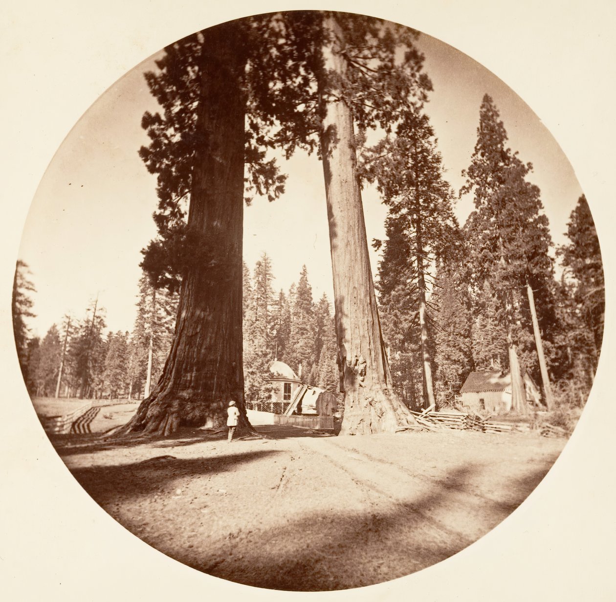 Sentinels - Calaveras Grove, n. 1878. tekijältä Carleton Emmons Watkins