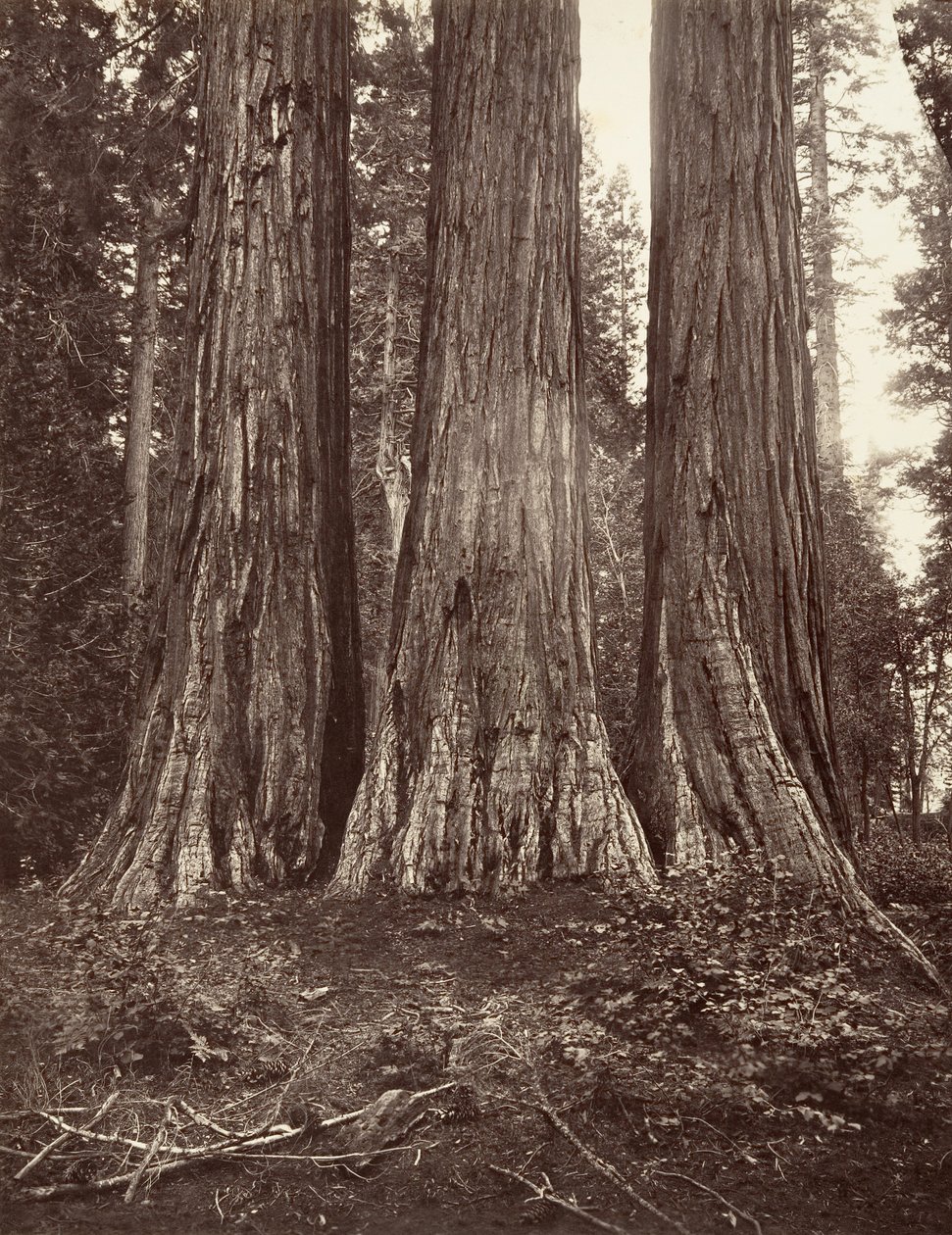 The Three Graces, 272 jalkaa, 1865-66, painettu n. 1876. tekijältä Carleton Emmons Watkins