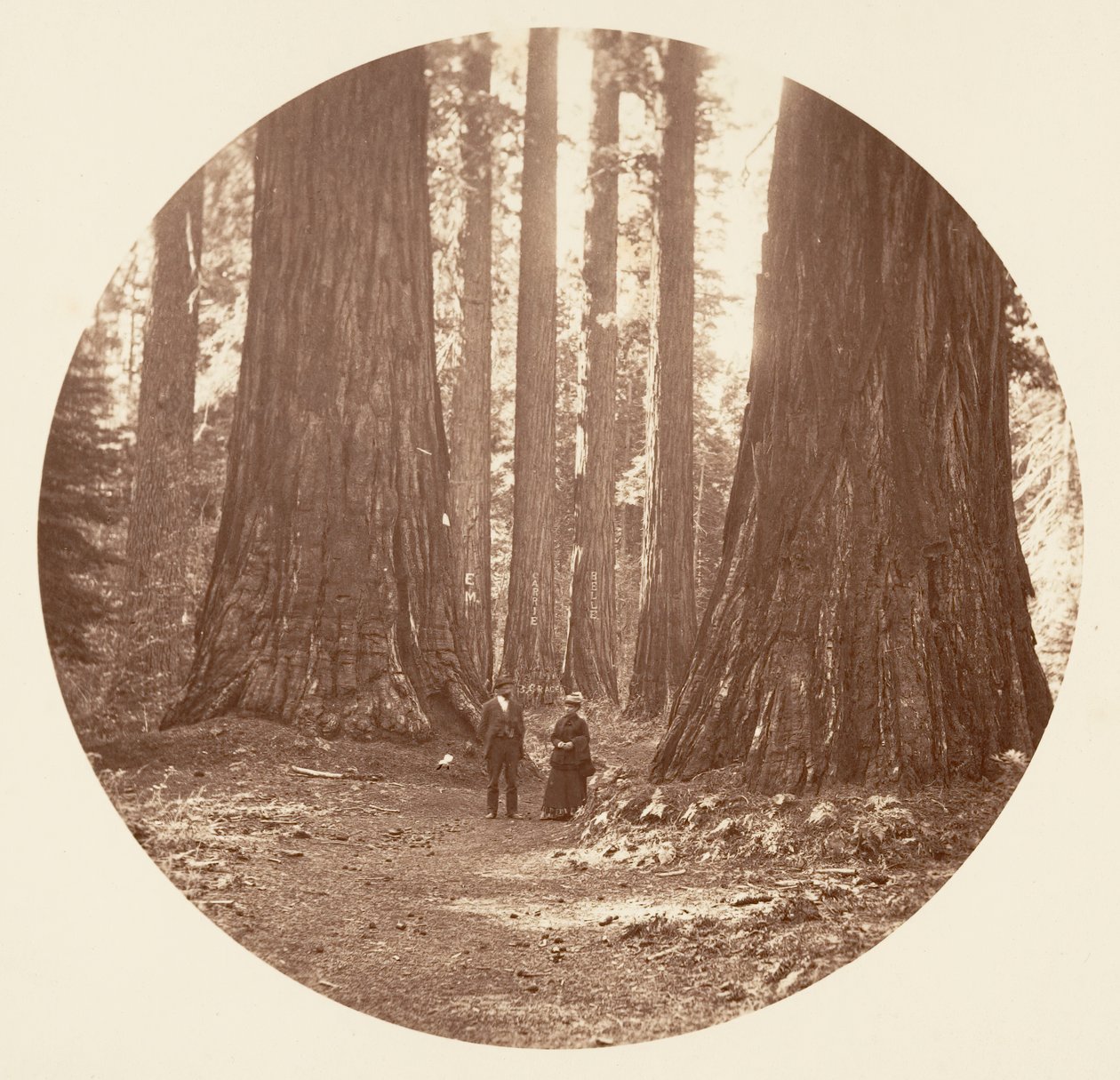 Kolme armoa nähtynä Bryantin ja Seward Calaveras Groven kautta, n. 1878. tekijältä Carleton Emmons Watkins