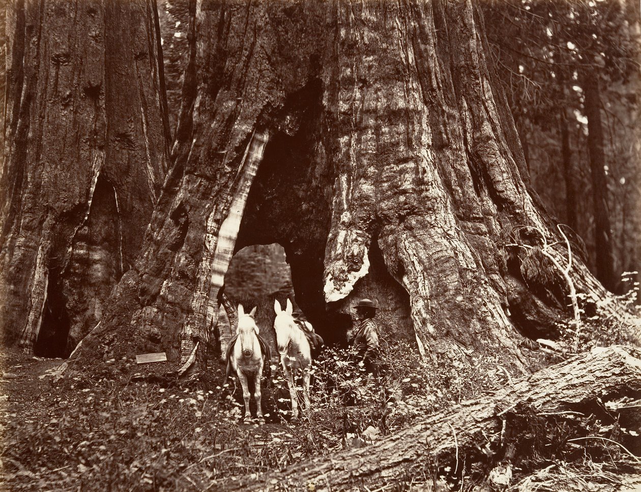 Kolmijalka, ympärysmitta 94 jalkaa, 1865-66, painettu n. 1876. tekijältä Carleton Emmons Watkins