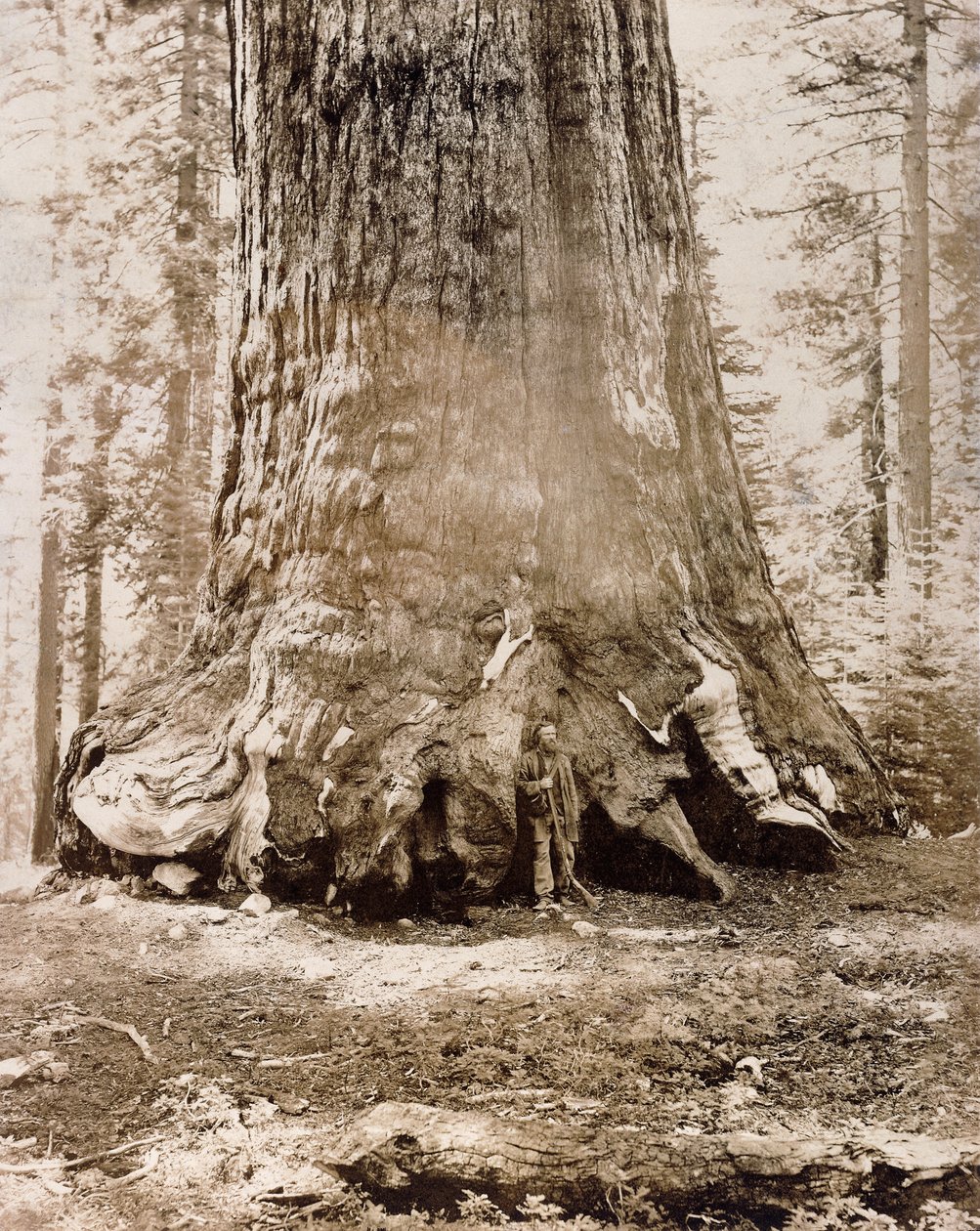"Grizzly Giantin" runko, Mariposa Grove, halkaisija 33 jalkaa, 1861 tekijältä Carleton E. Watkins