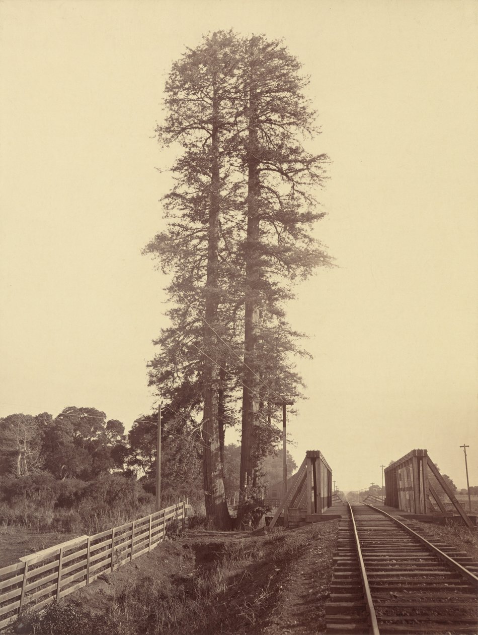 Twin Redwoods, Palo Alto,c. 1877 (kuva) tekijältä Carleton Emmons Watkins