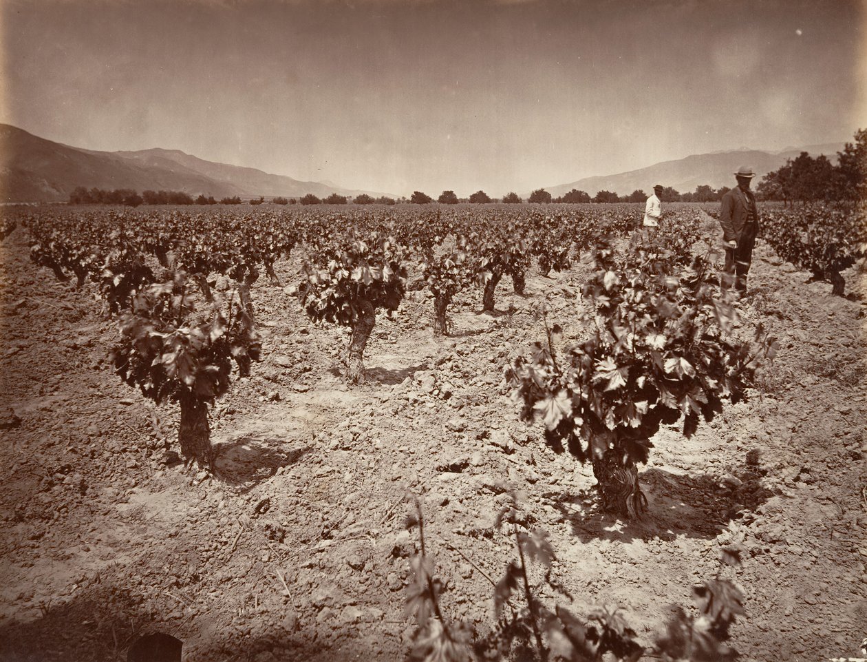 Vineyard of Camulos Ranch, 1876, painettu n. 1876. tekijältä Carleton Emmons Watkins