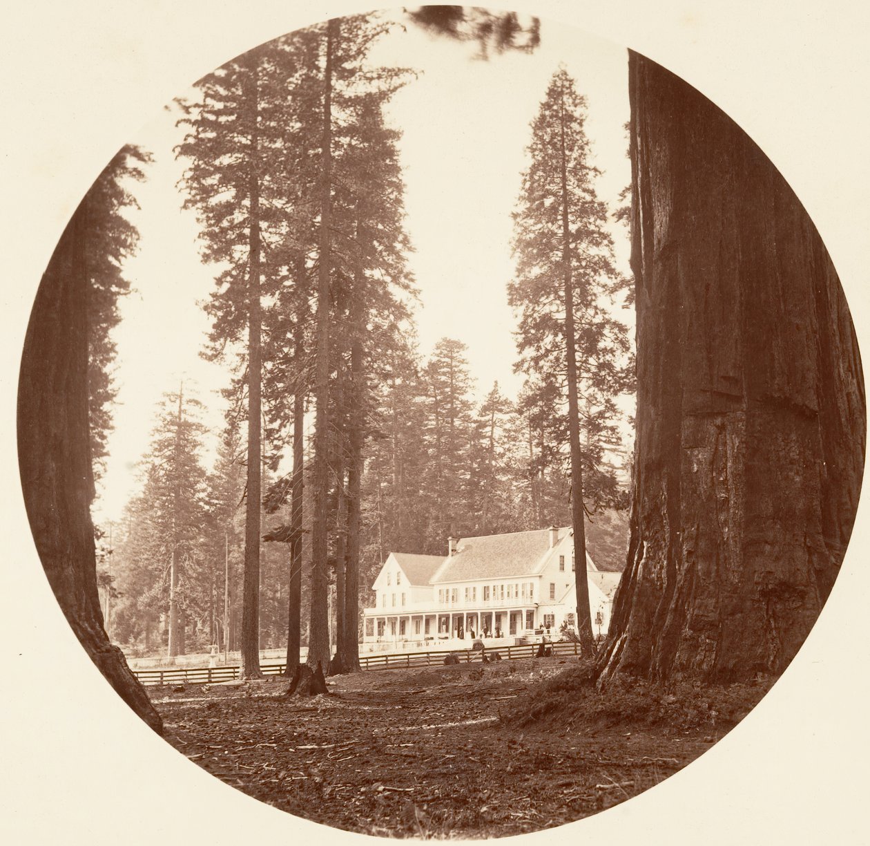 W. C. Bryant - Calaveras Grove, n. 1878. tekijältä Carleton Emmons Watkins